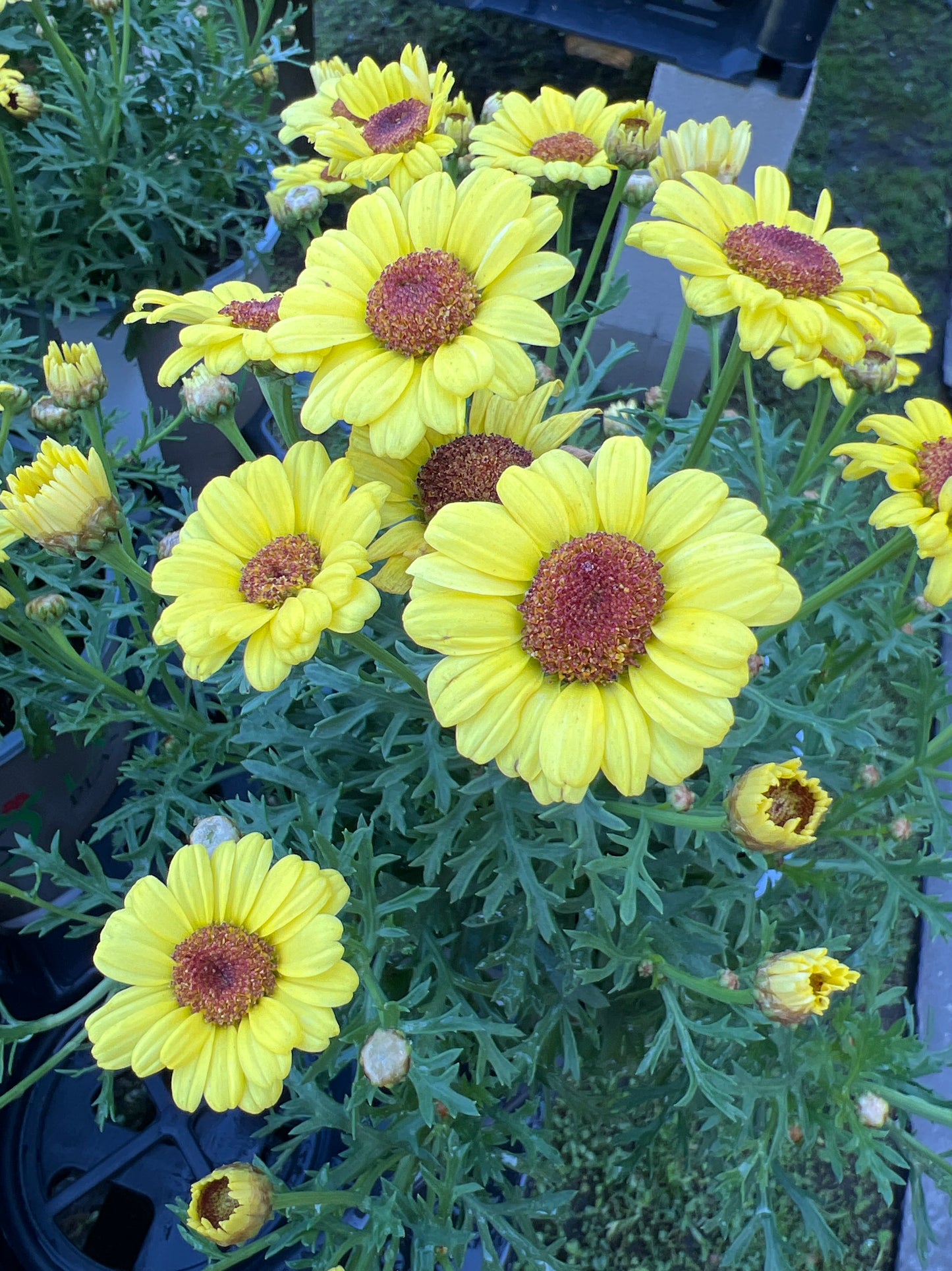 Argyranthemum Grandaisy 'Yellow'