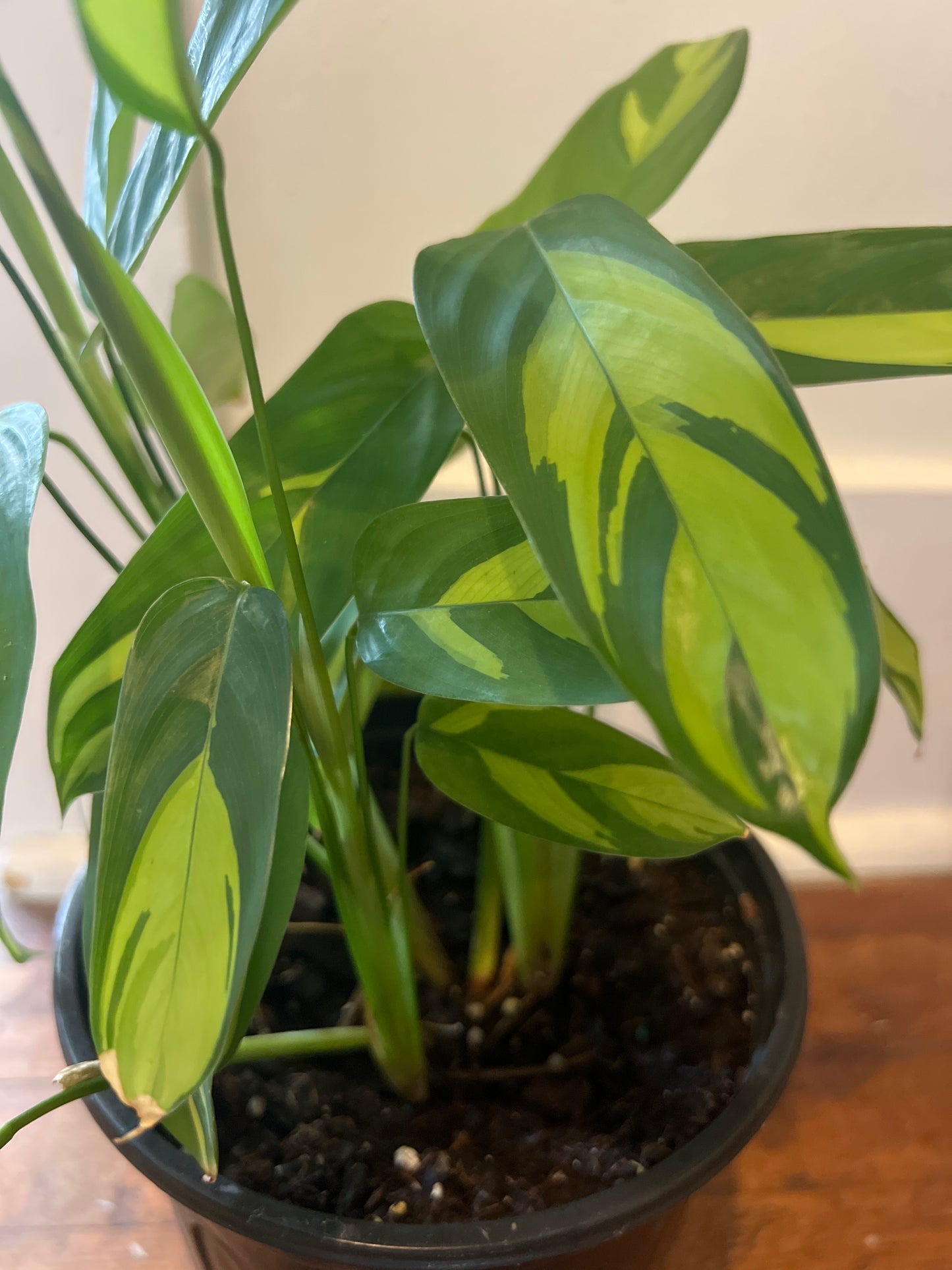 CTENANTHE GOLDEN MOSAIC