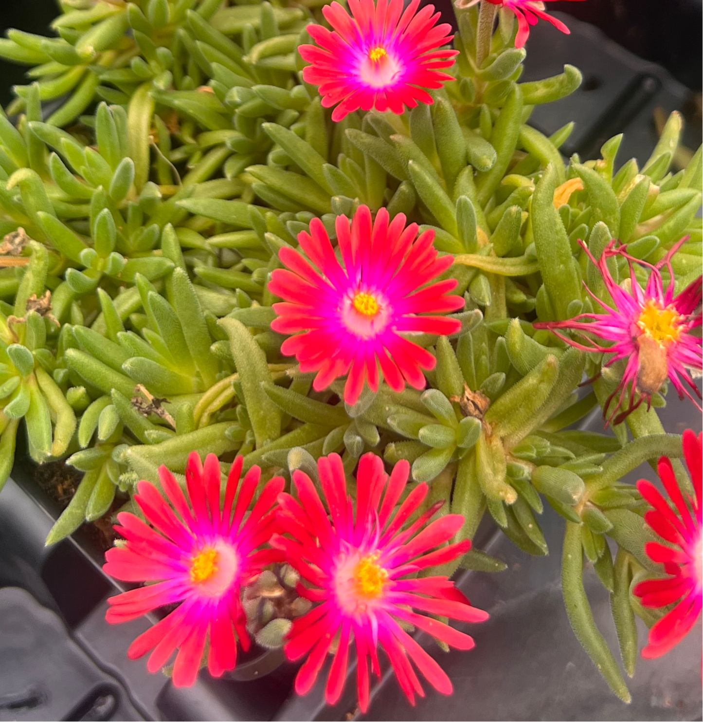 Delosperma Ice Plant 'Wheel of Wow Fire'