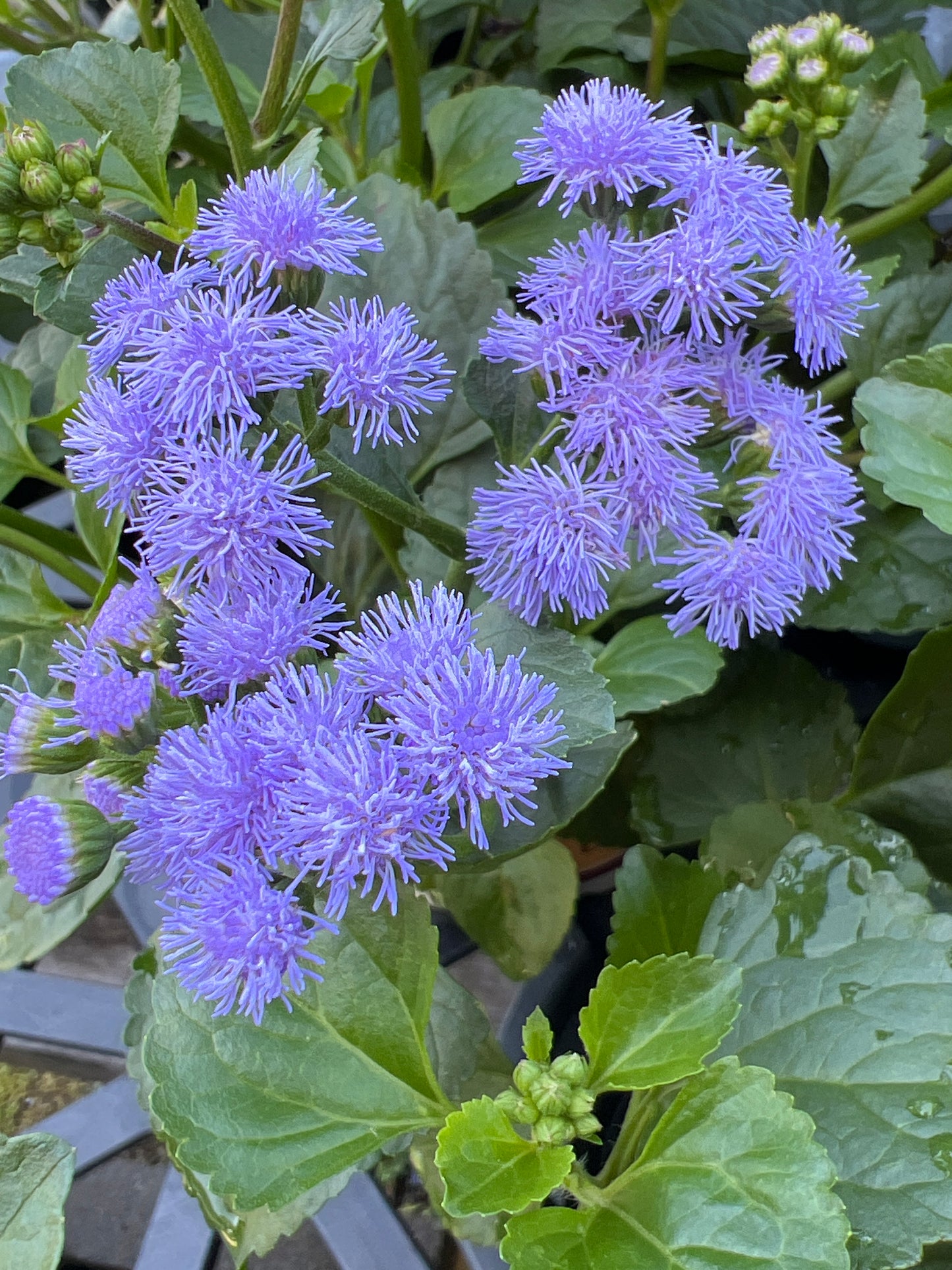 Ageratum Monarch Magic