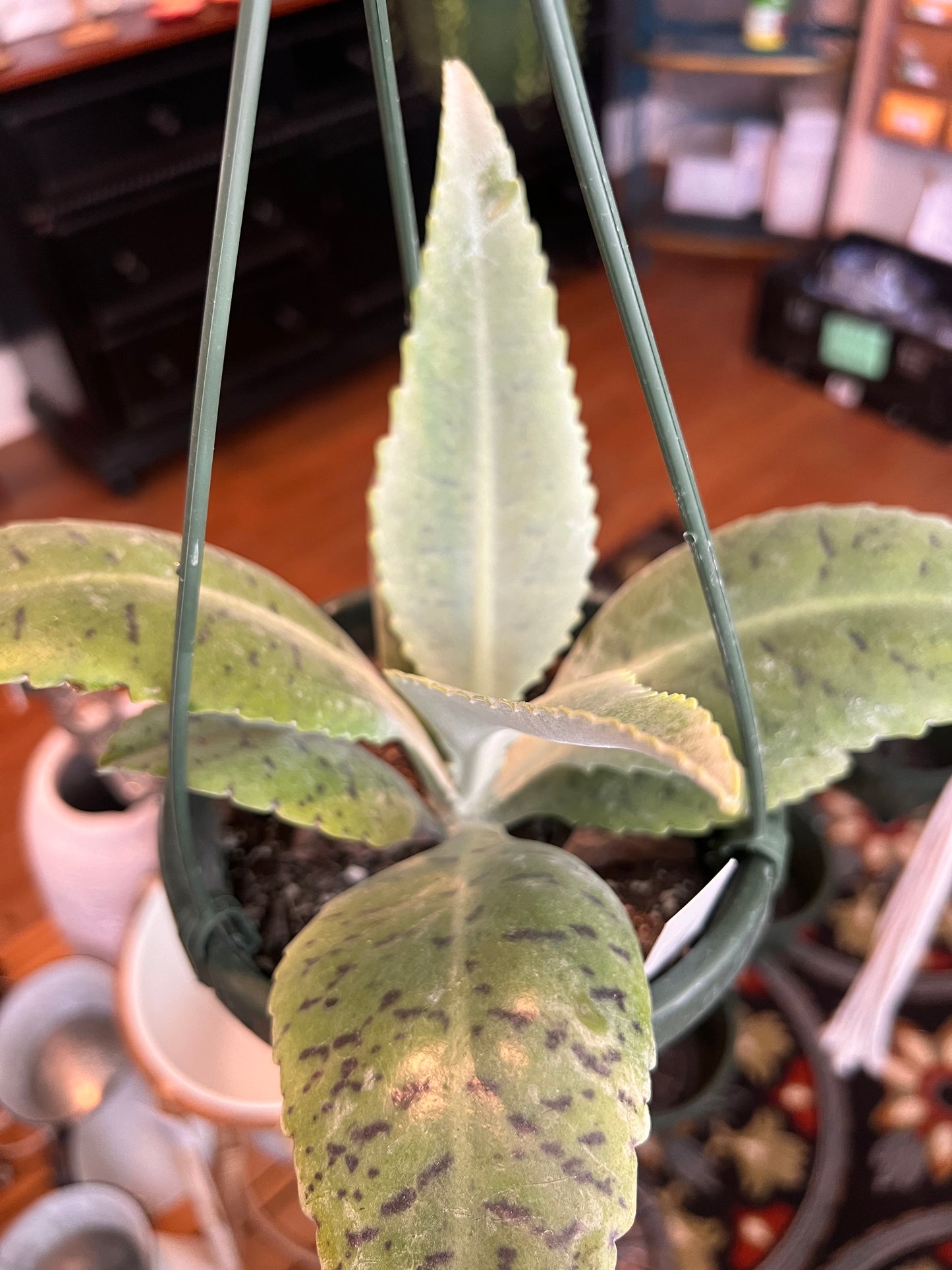 Donkey Ears Hanging Basket