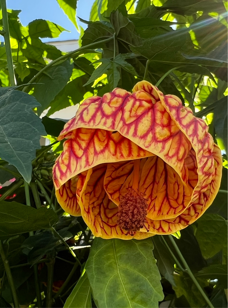 Abutilon Flowering Maple Red flower close up image