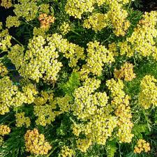 Achillea Yarrow Milly Rock Yellow
