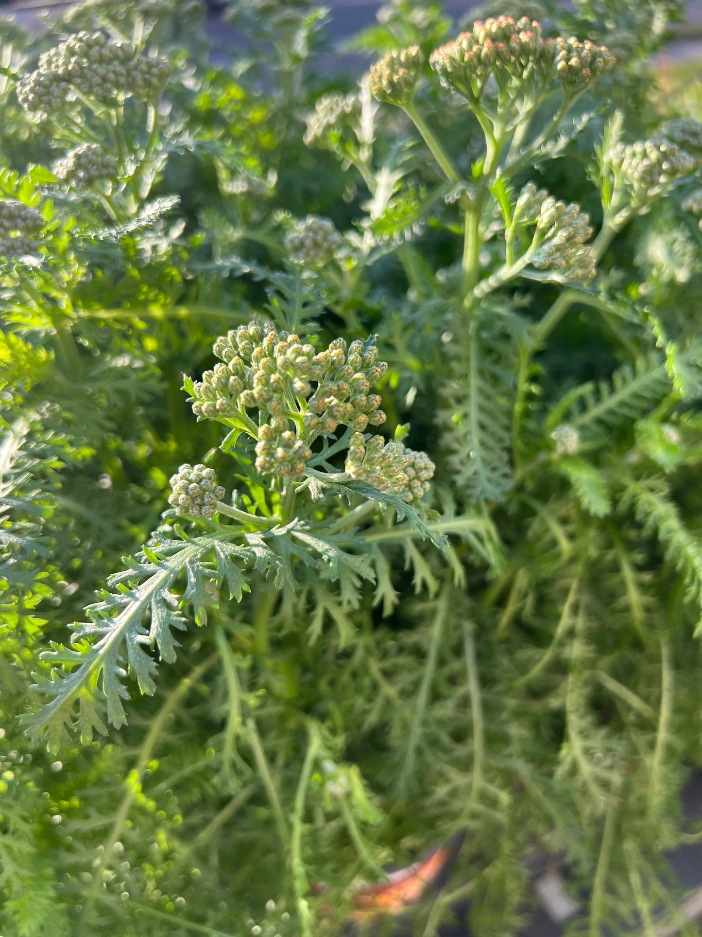 Close-up of Achillea 'New Vintage Rose' with rose-pink flower clusters and aromatic, fern-like, gray-green foliage.
