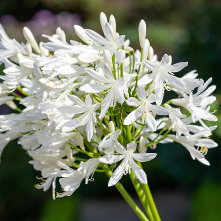 Agapanthus, Getty White