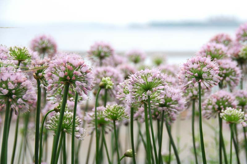 Allium 'Summer Beauty'