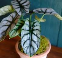 Alocasia Dragon Scale