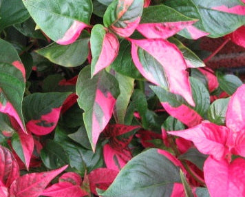 Alternanthera Party Time