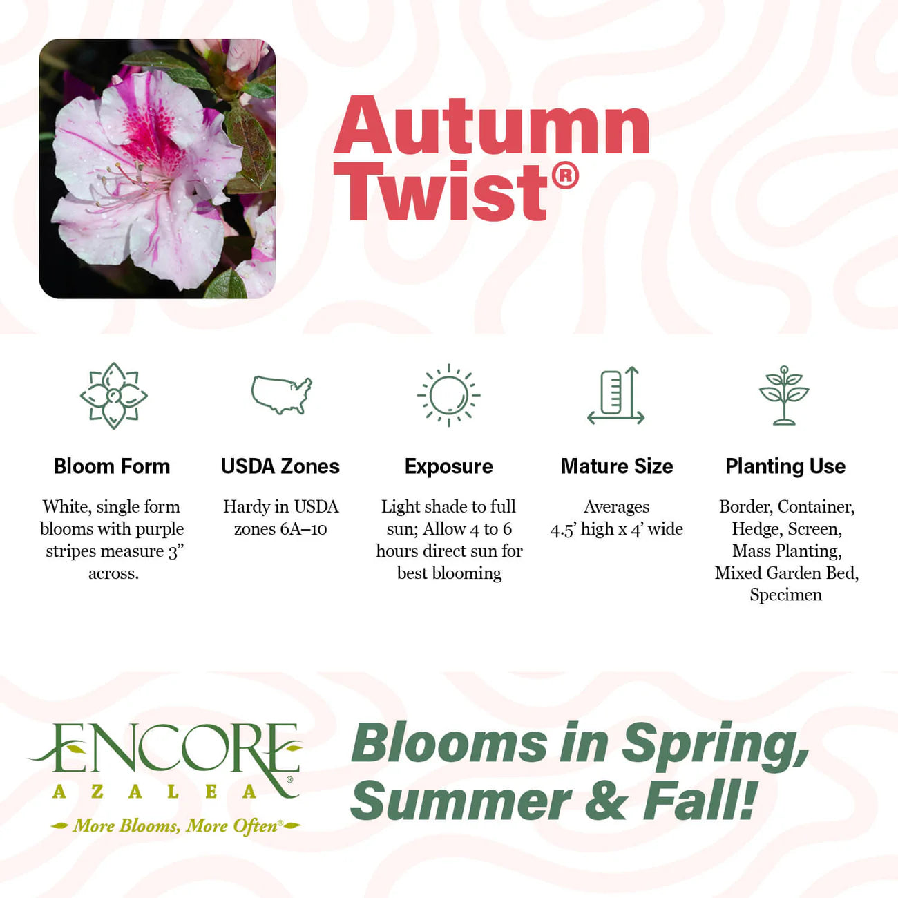 Azalea, Encore® Autumn Twist® PP# 12133