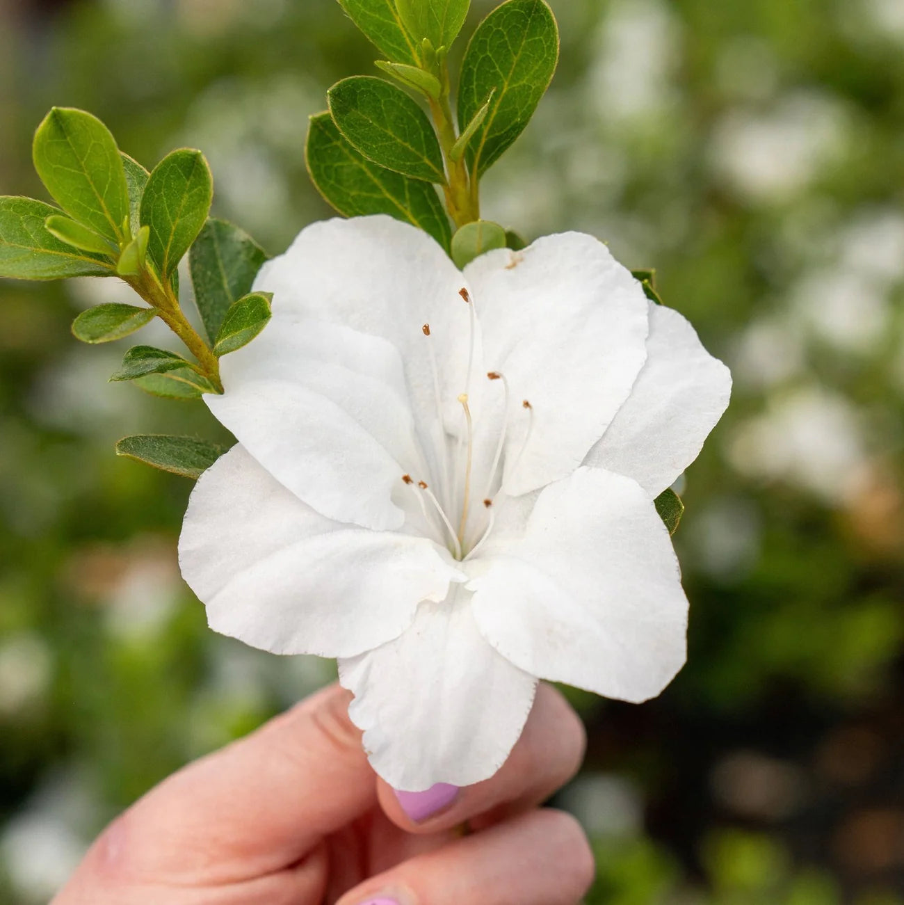 Azalea, Encore® Autumn Angel® PP# 15227