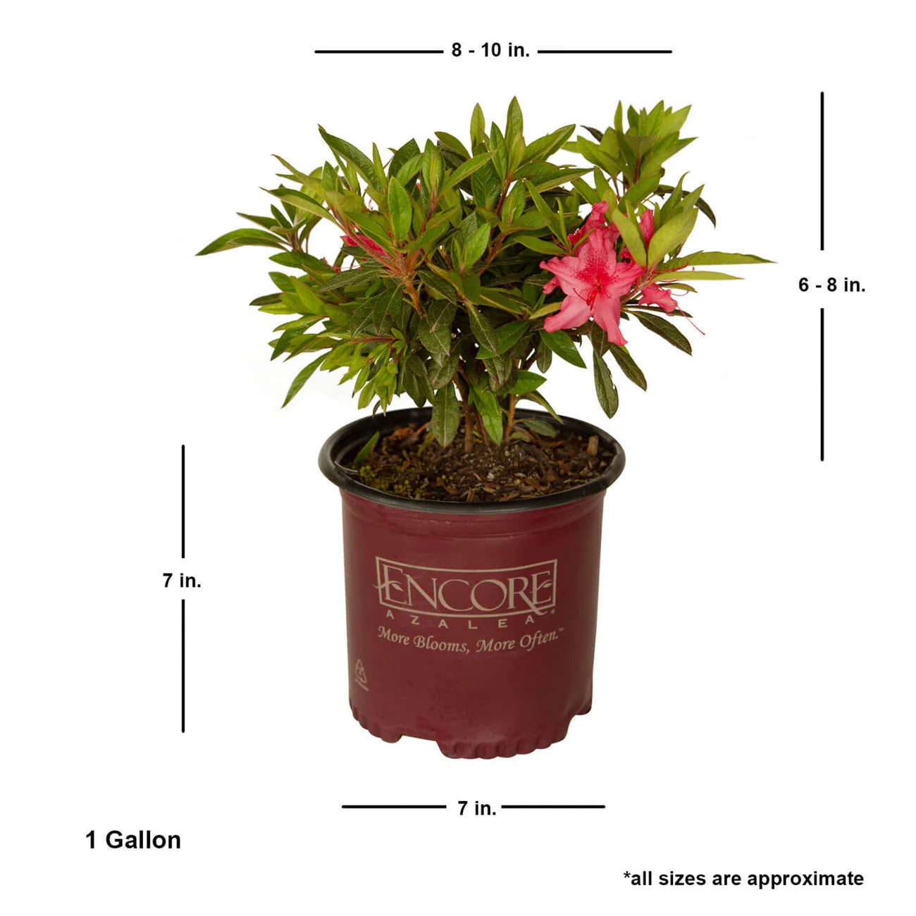 Azalea, Encore® Autumn Sundance® PP# 16184
