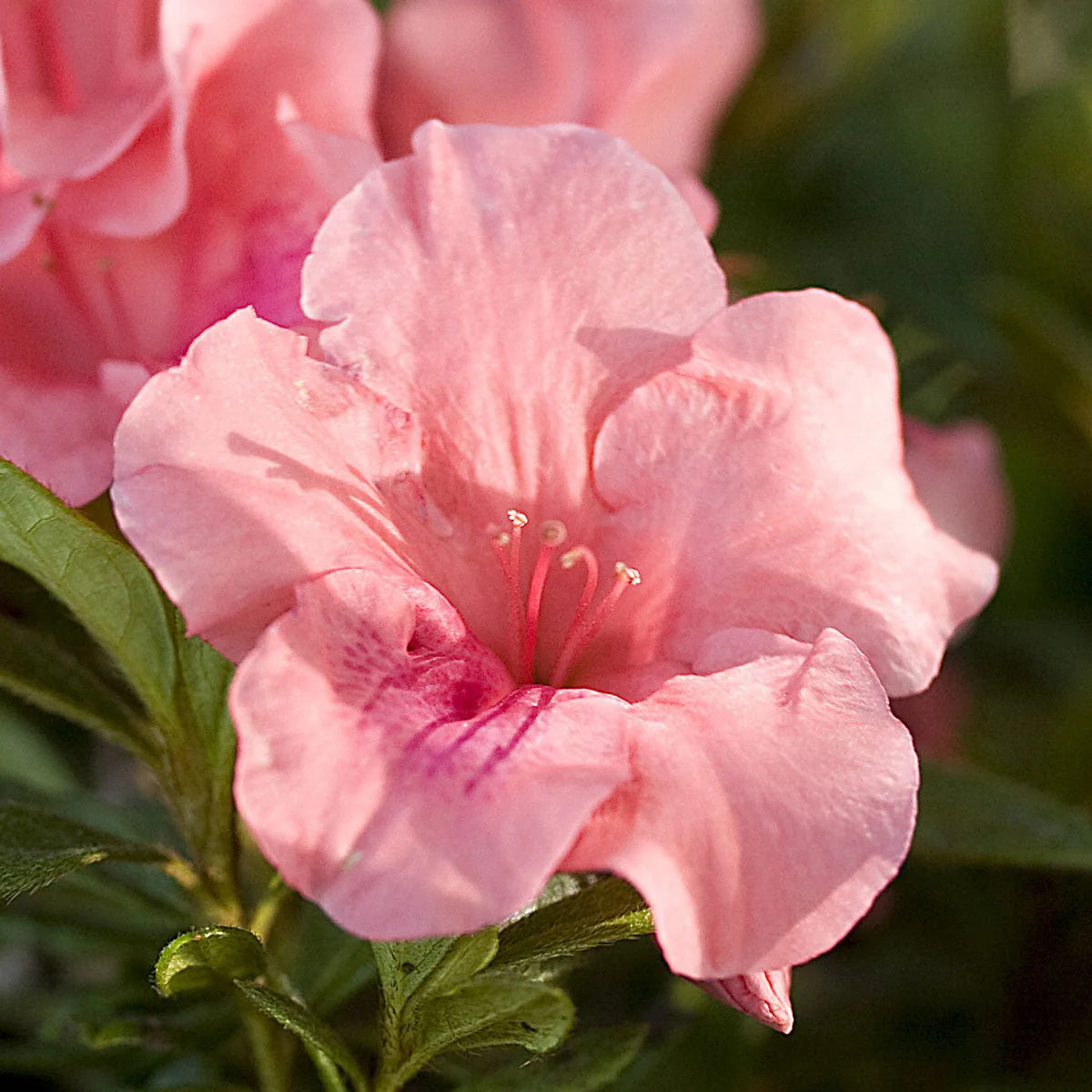 Azalea, Encore® Autumn Coral® PP# 10568