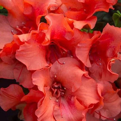 Azalea, Encore® Autumn Embers® PP# 10581