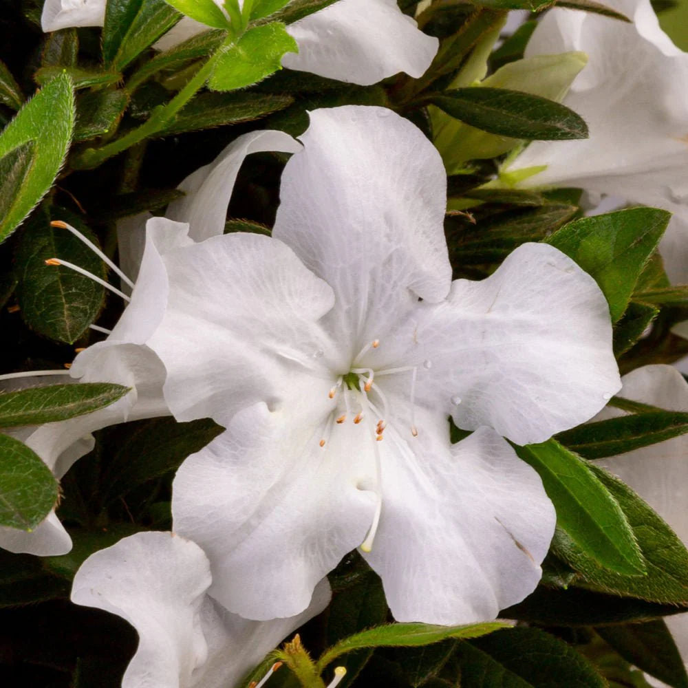 Azalea, Encore® Autumn Ivory® PP# 25046