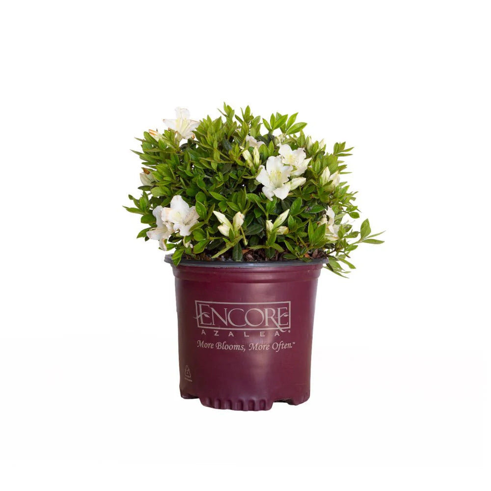 Azalea, Encore® Autumn Ivory® PP# 25046