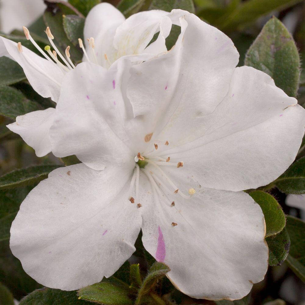 Azalea Encore Lily PP 25073 white close up flower