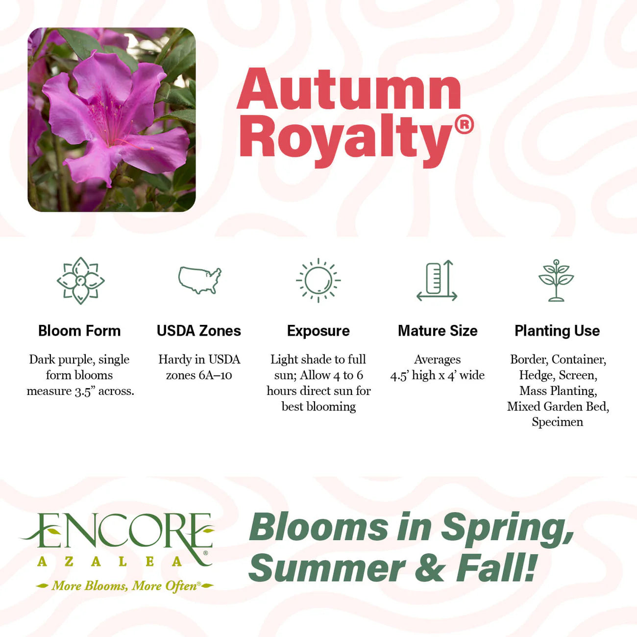 Azalea Encore Royalty PP 10580 encore bench card