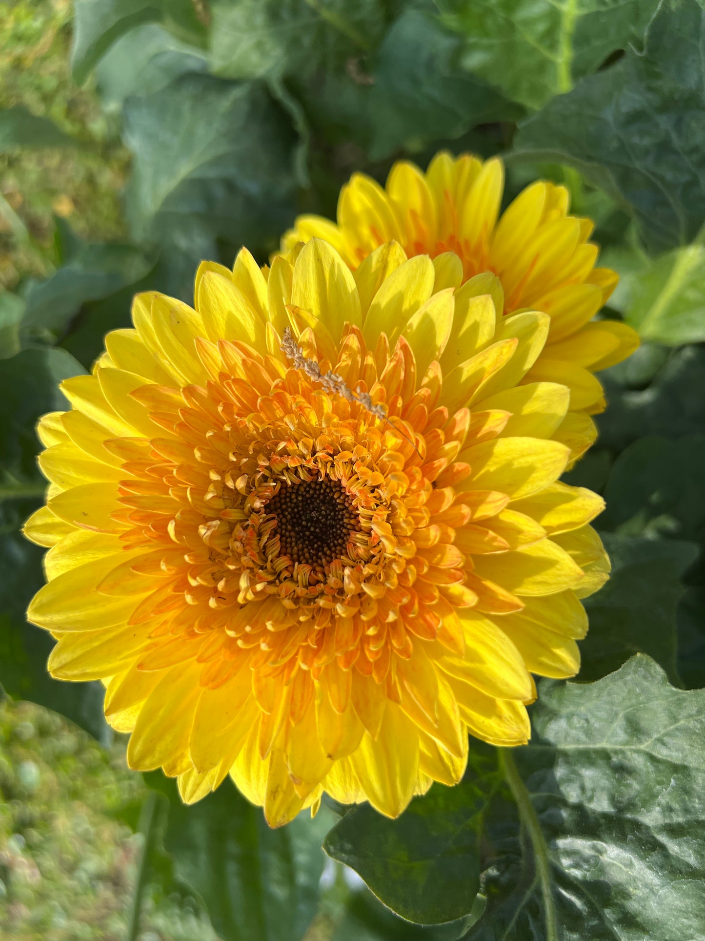 Gerbera 'Patio Painted Desert'