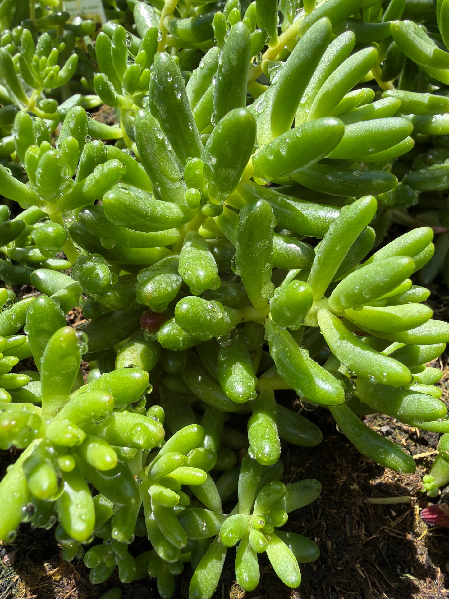 Sedum Jelly Bean