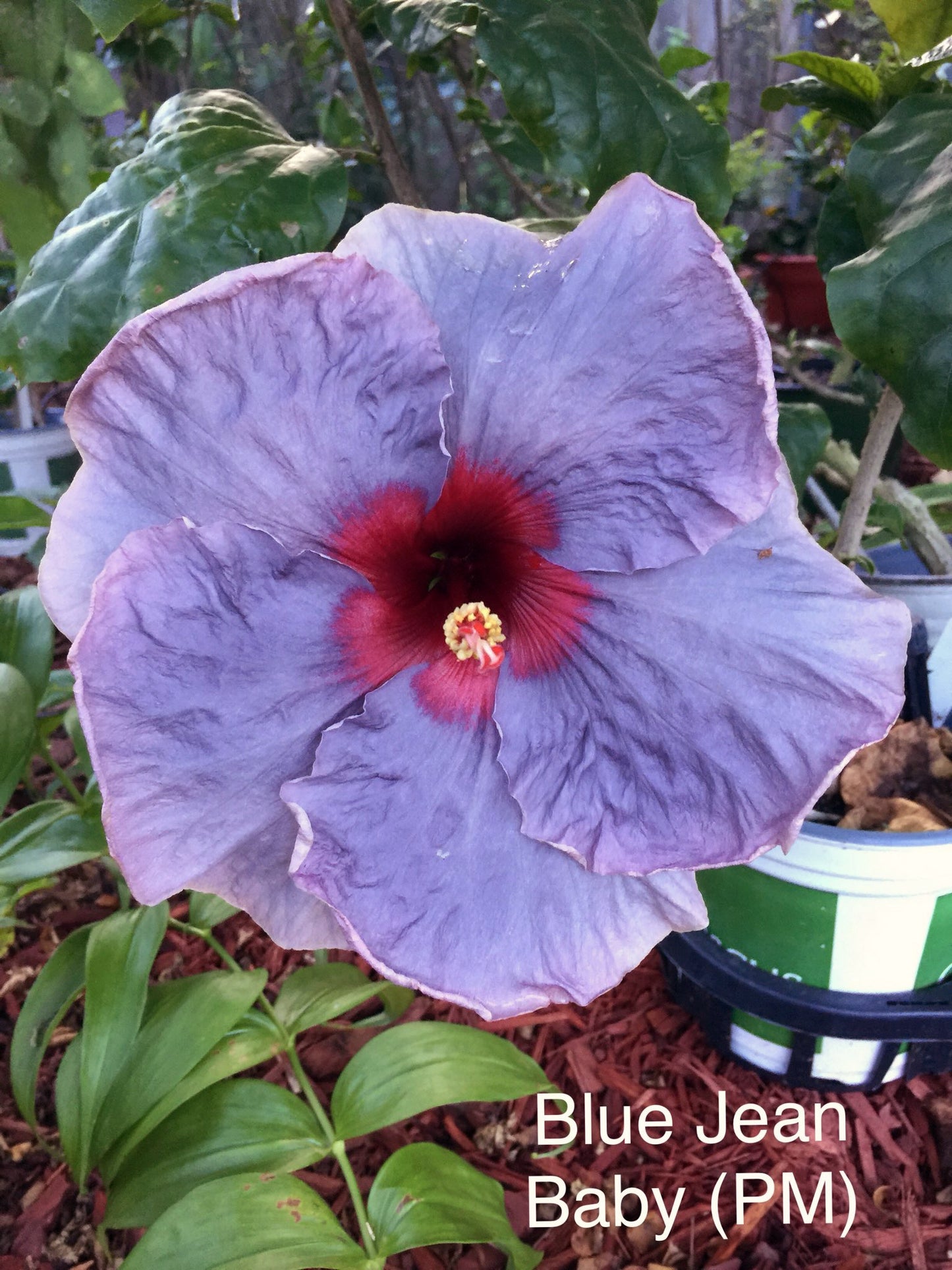 Hibiscus Blue Jean Baby - Cajun Hibiscus