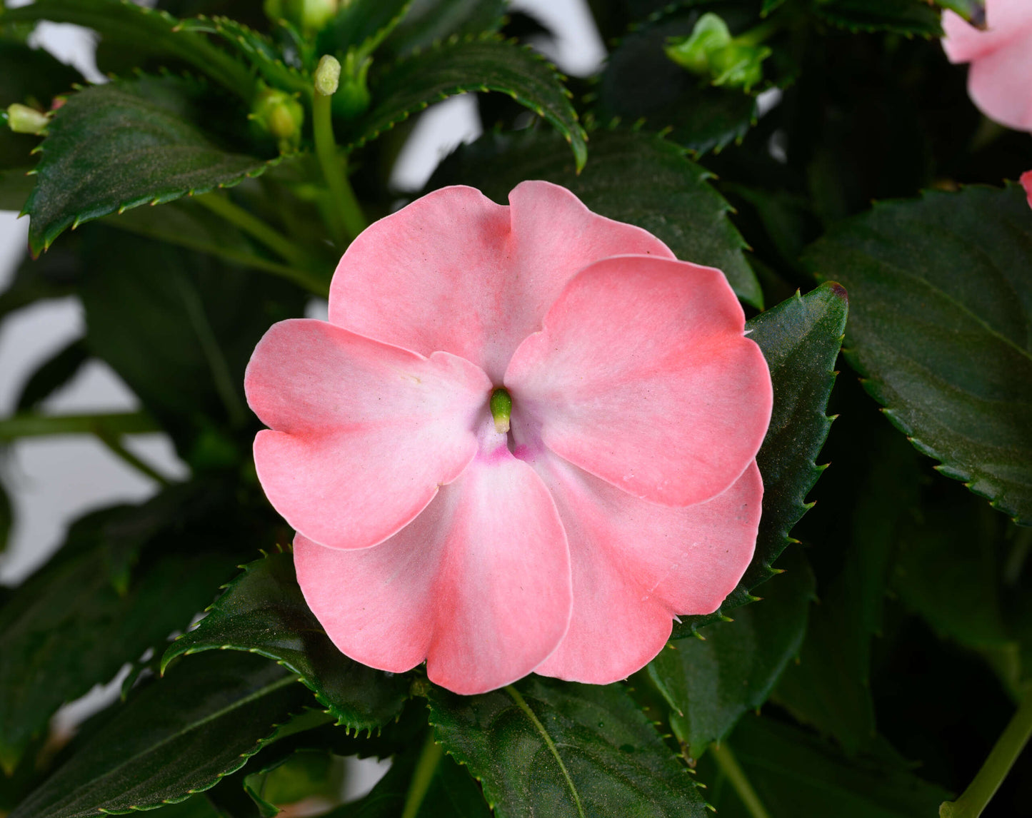 Impatiens Sol Luna Prime Salmon
