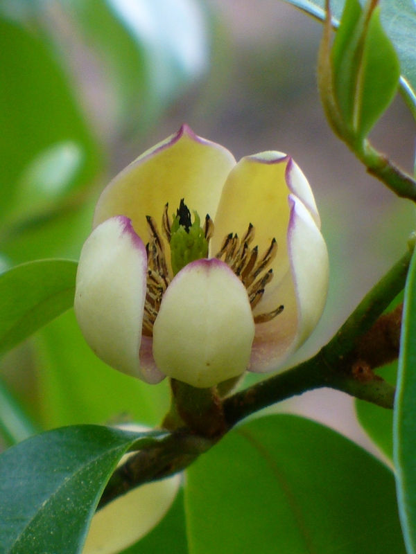 Banana Shrub, Skinneriana