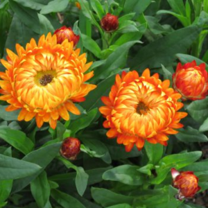 Bracteatum ‘Harvest Orange'