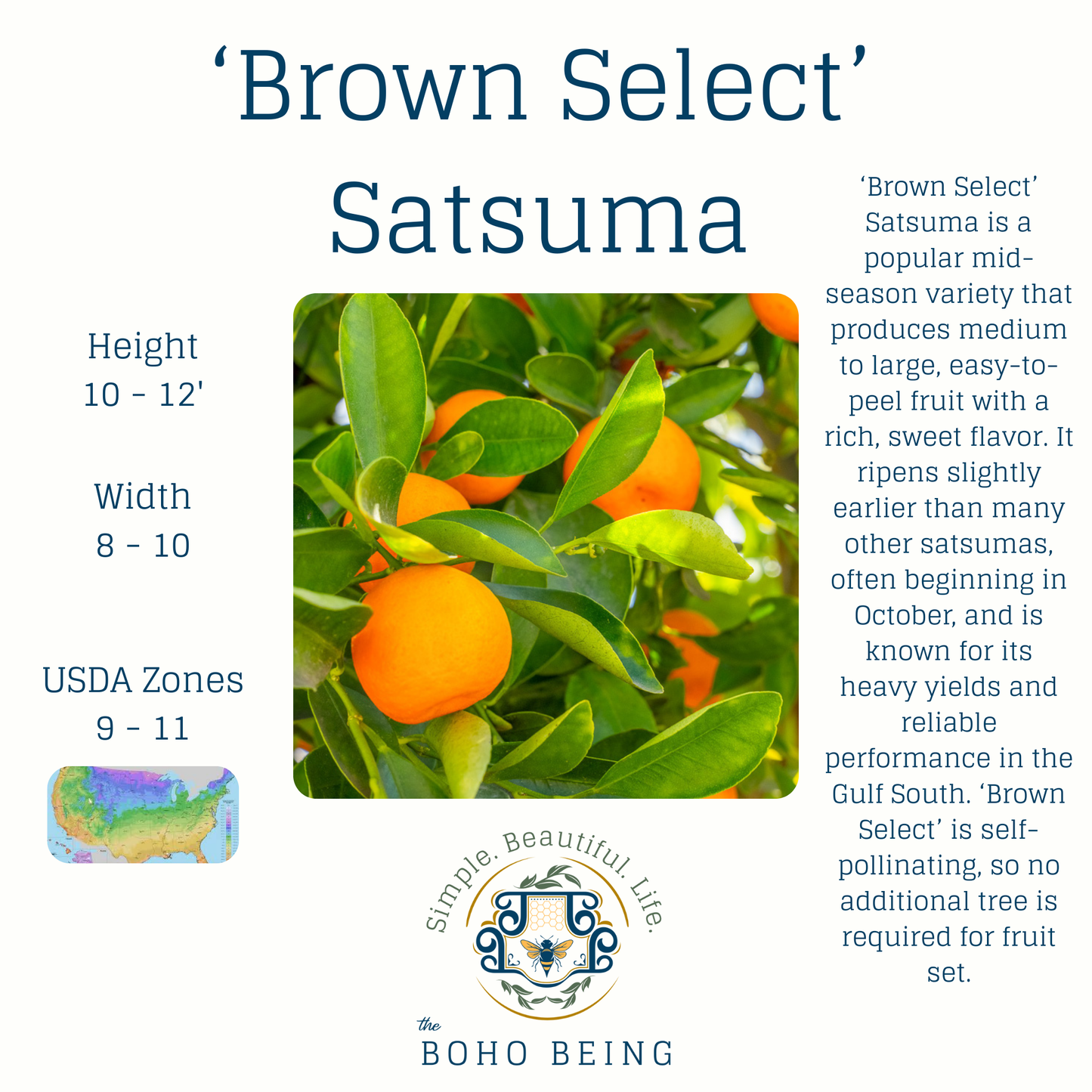 2025 Fall Citrus Tree Pre-Sale - 3 Gallon