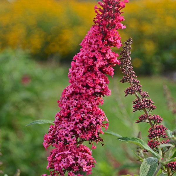 Buddleia 'Monarch Prince Charming'