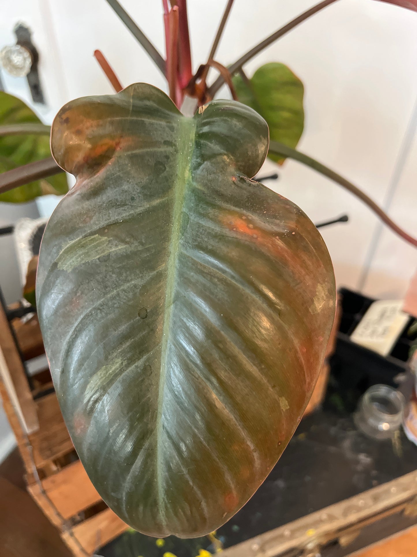 Philodendron Pink Princess