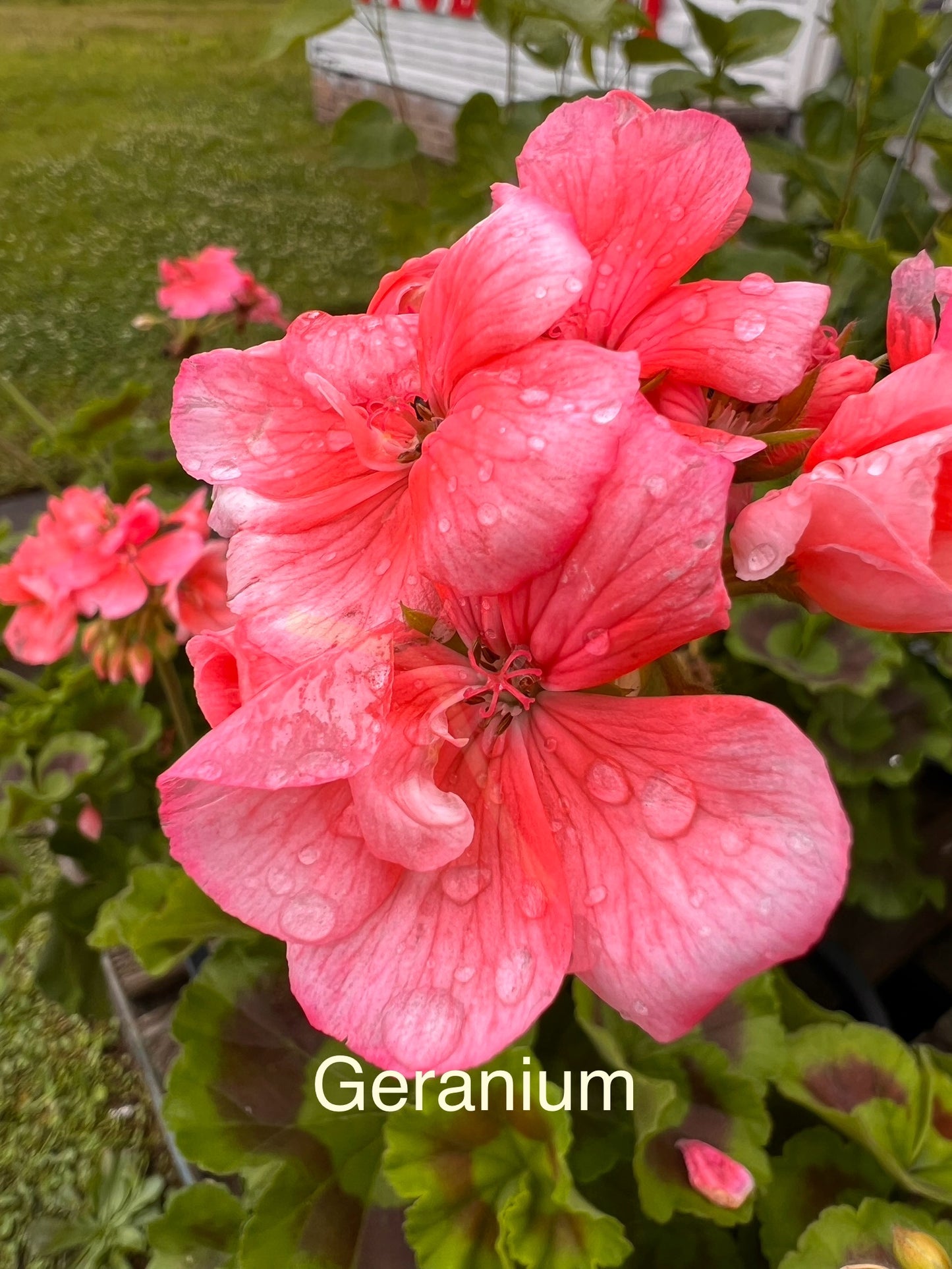 Geranium Galaxy Salmon