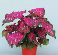 CALADIUM - Pink Panther