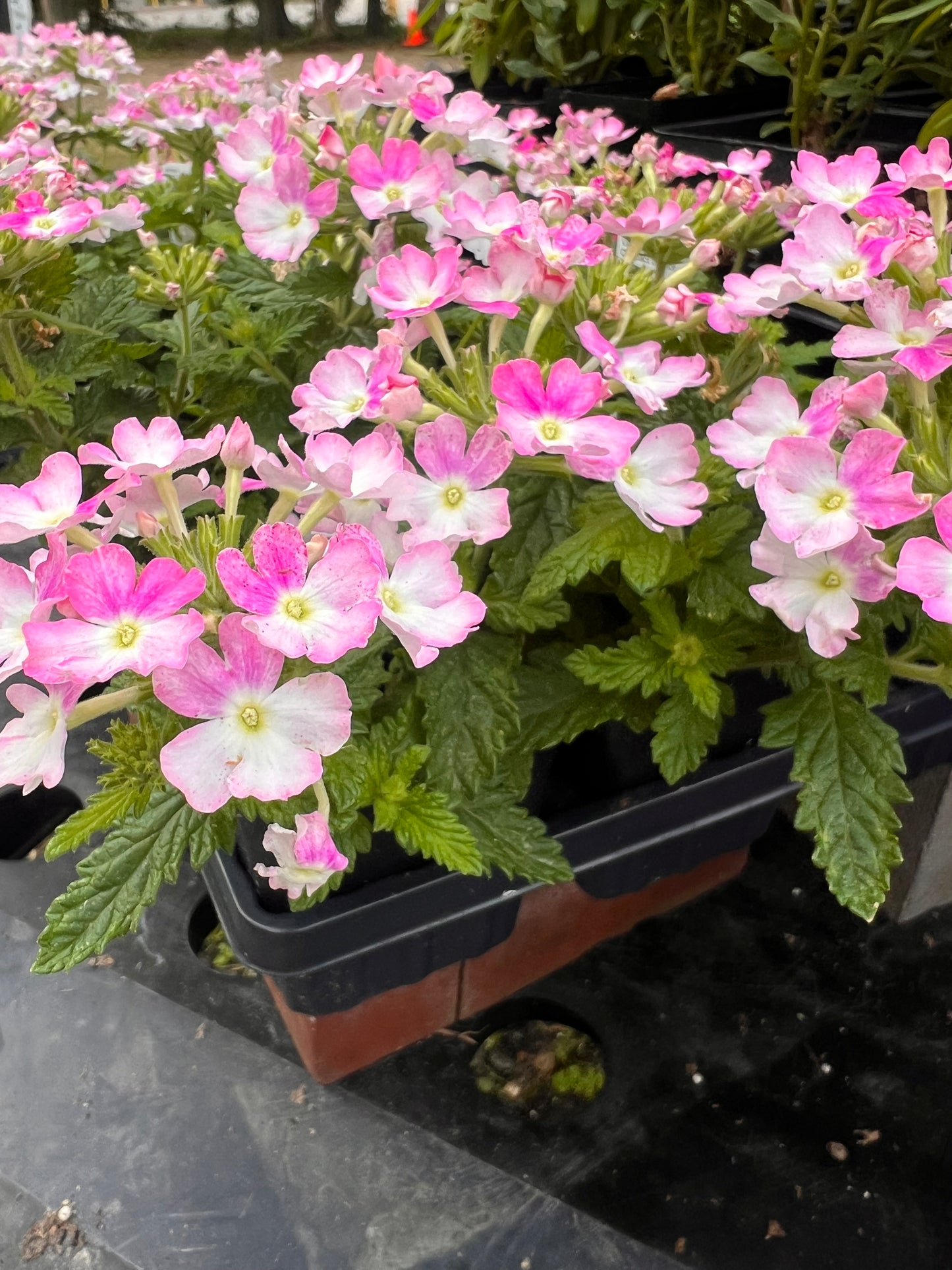 Verbena - Vanessa™ Compact Bicolor Rose