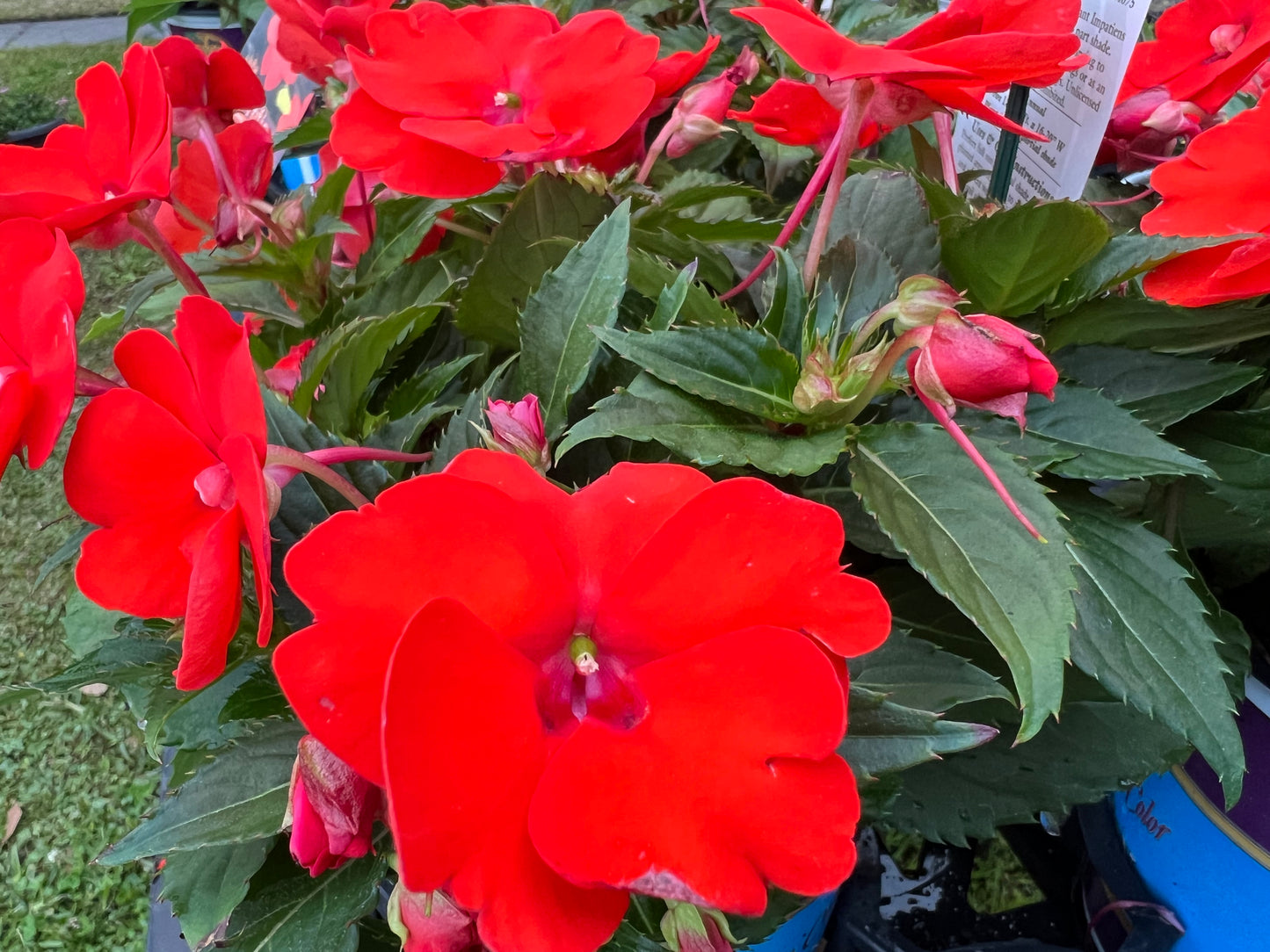 Sunpatiens® Compact Electric Orange PP# 24675