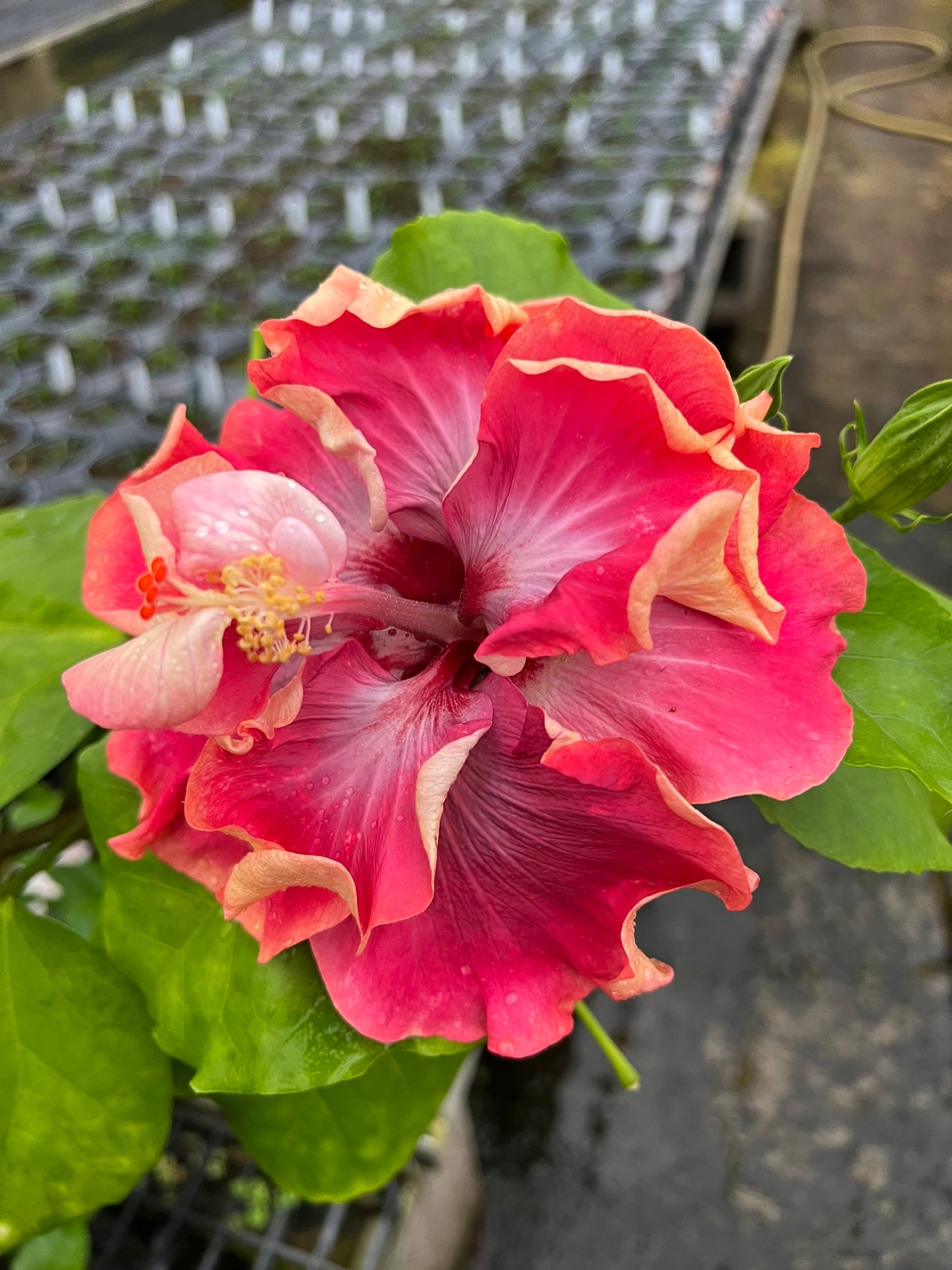 Hibiscus Collyn Renee - Cajun Hibiscus