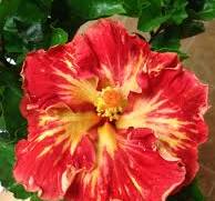 Hibiscus Cajun Paprika - Cajun Hibiscus