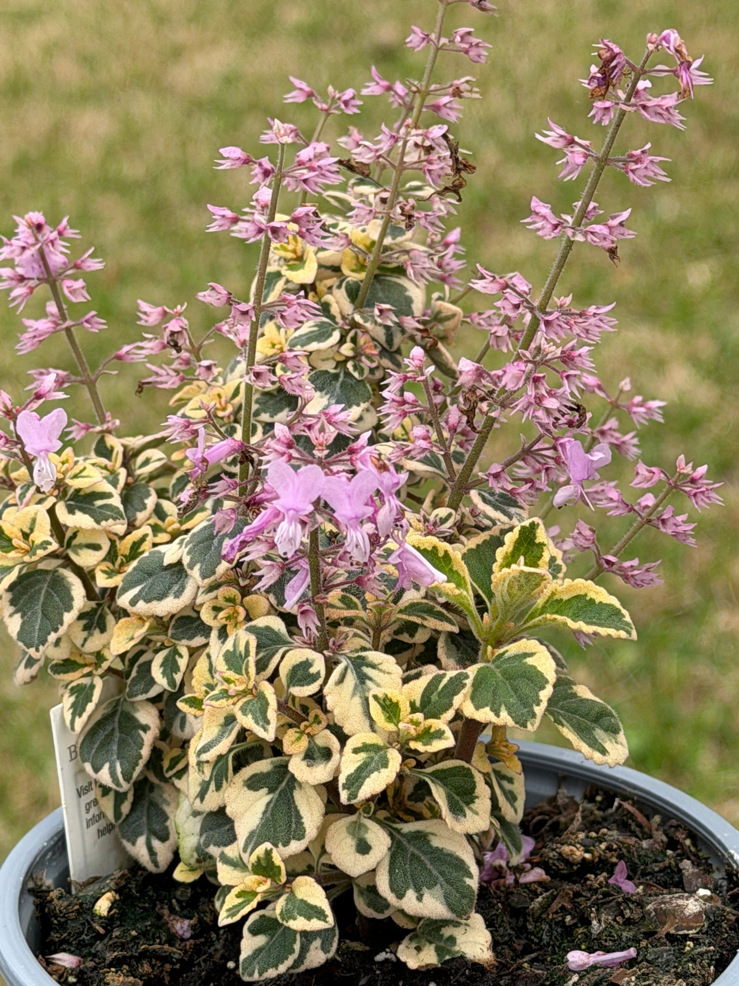 Candy Kisses Hemizygia