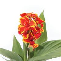 Canna Cannova Red Golden Flame