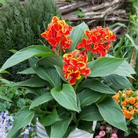 Canna Cannova Red Golden Flame