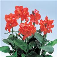 Canna Tropical Salmon