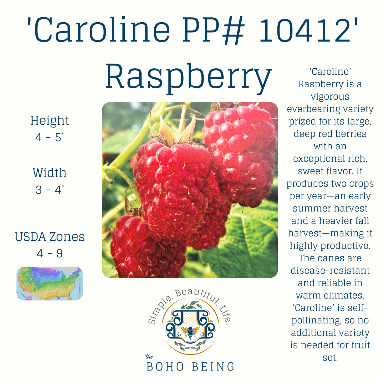Berries - 2-3 Gallon Containers