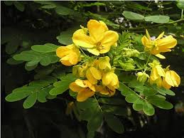 Cassia Splendida