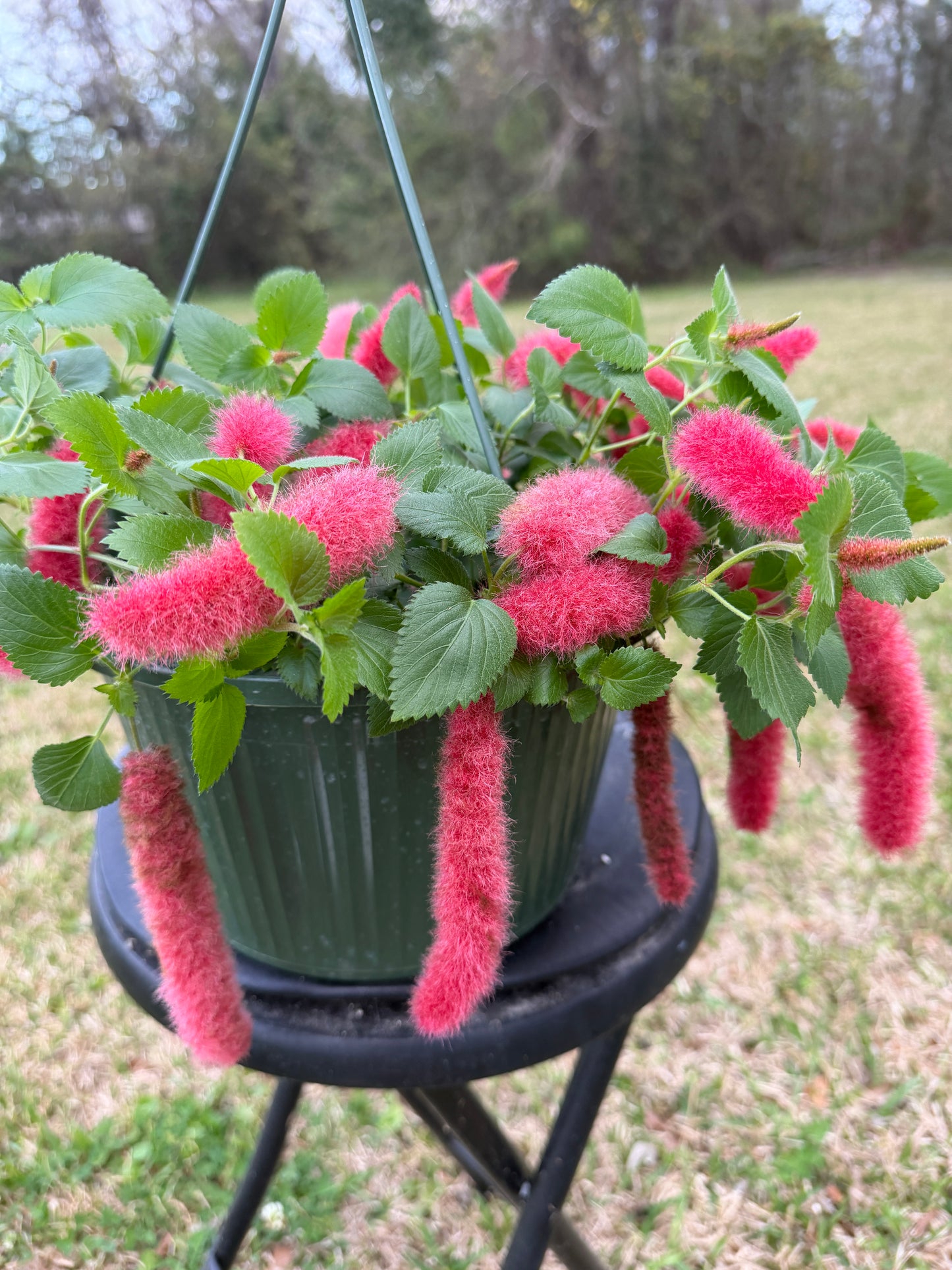 Chenille Firetails Plant Red Cattail