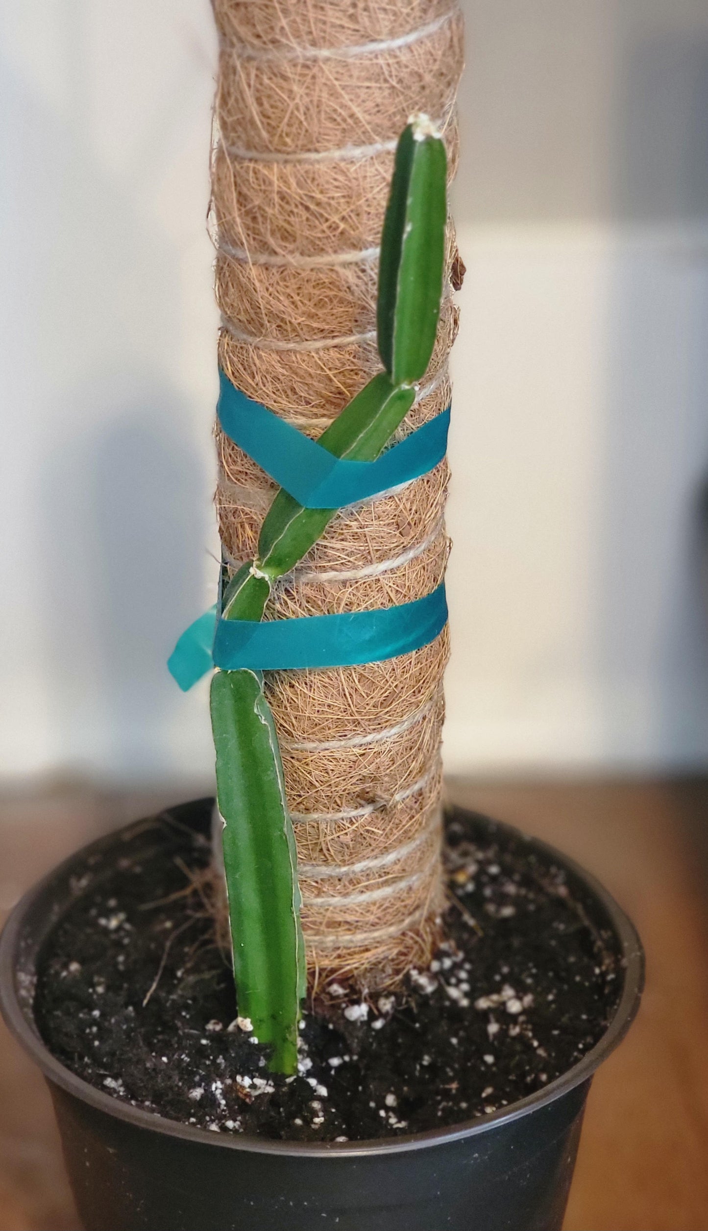 Cissus Quadrangulis