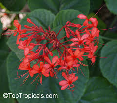 Clerodendrum japonicum 'Java Red' Vine