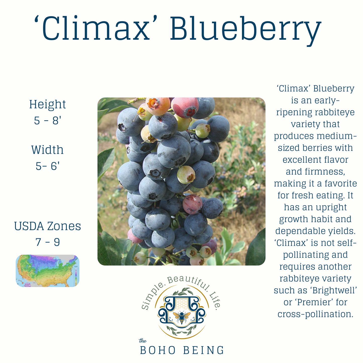 Berries - 2-3 Gallon Containers