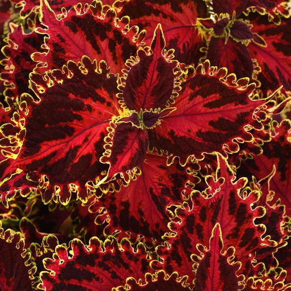 Coleus, Coleus Solar Flare