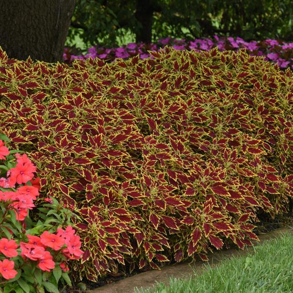 Coleus serrano flame thrower red leaf with green leaf margin bedding plant
