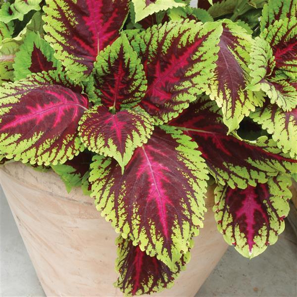 Coleus, Kong Rose