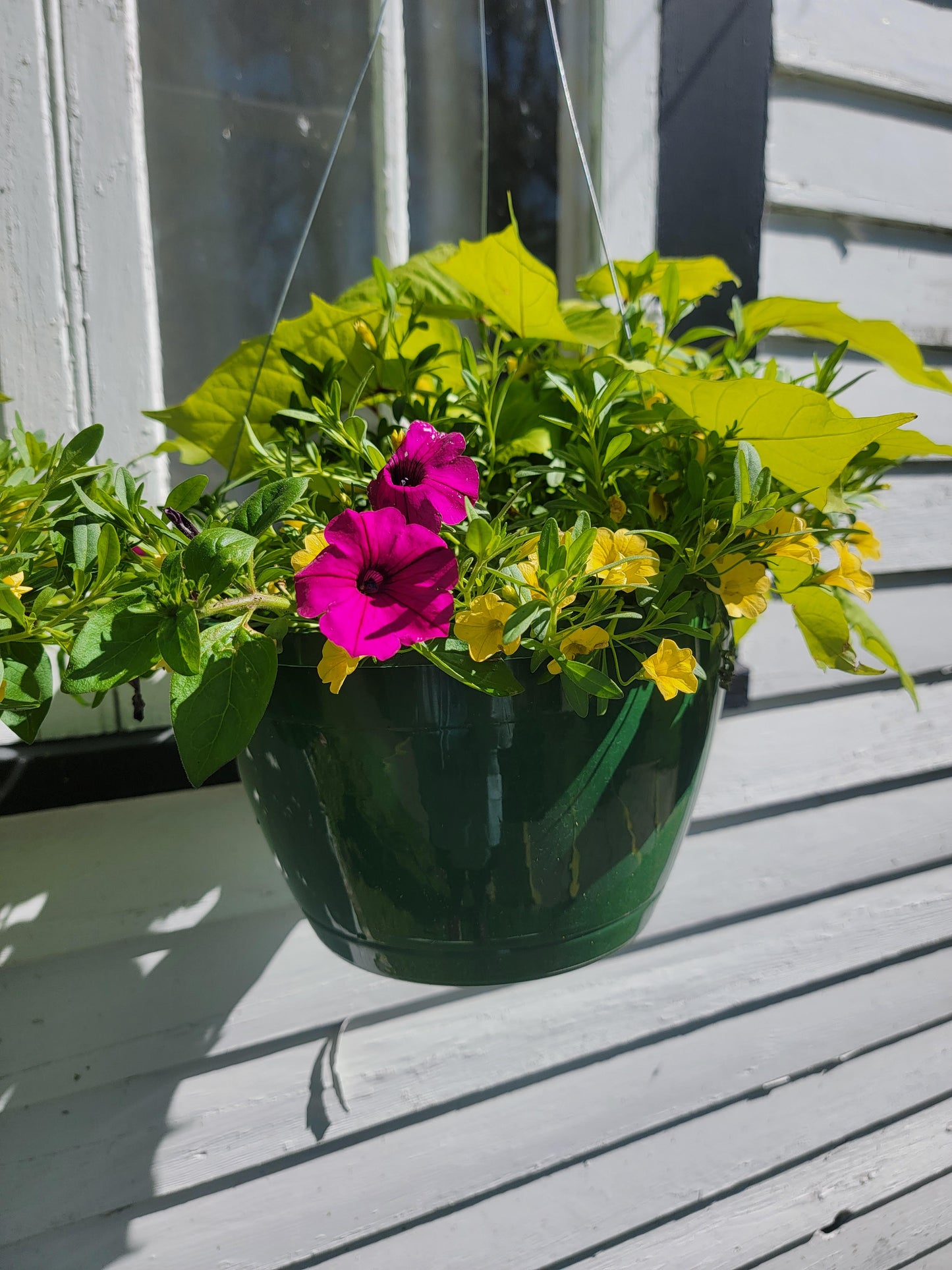 Combination Patio Mix Hanging Basket - Various Designs